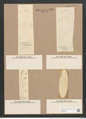 Pleurosigma angulatum strigosum (Queck.) W.Sm. (de-Toni-Nr.: Genus 13, Species 1001) Zeichnungen Sammlung Grunow Nr. 2024 (NHMW-BOT-W0368876)